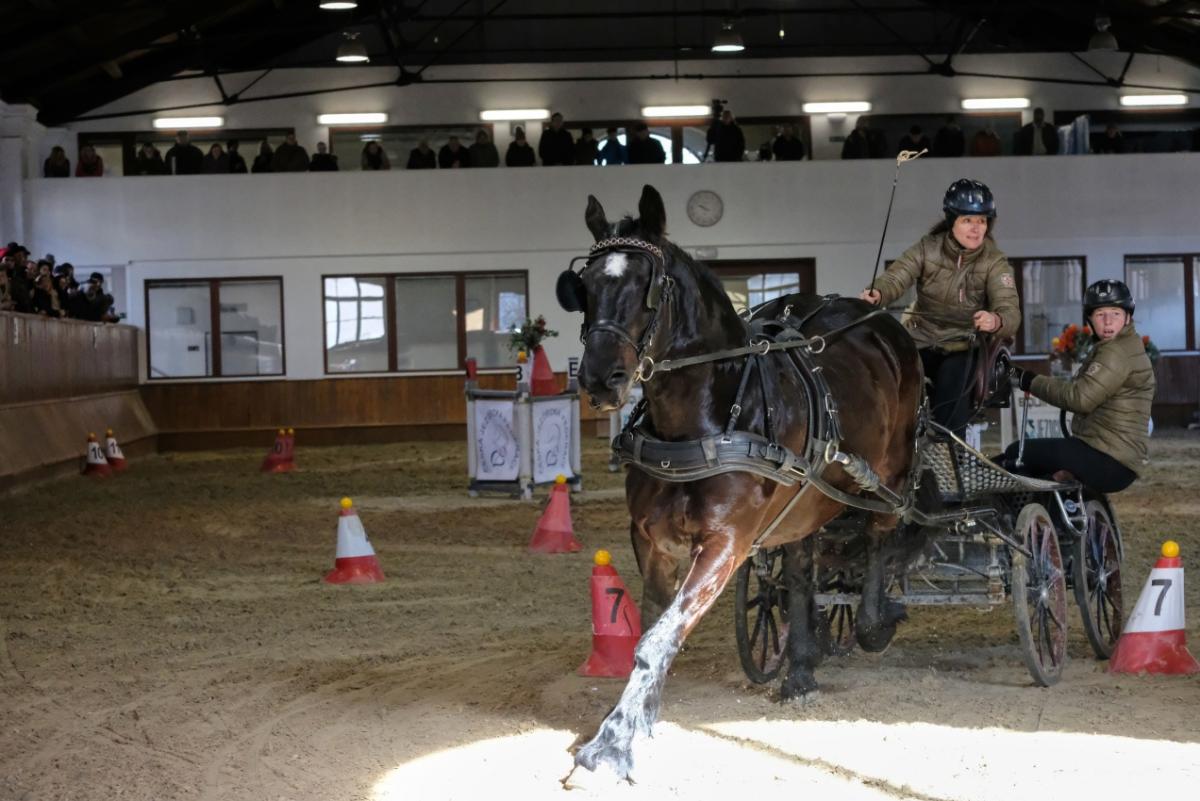 Indoor carriage driving competition 2024
